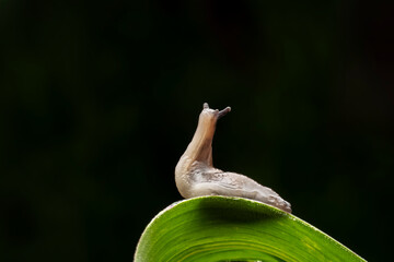 slug inhabiting on the leaves of wild plants