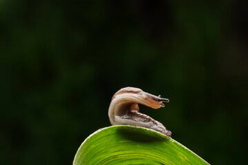 slug inhabiting on the leaves of wild plants