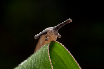 Fototapeta premium slug inhabiting on the leaves of wild plants