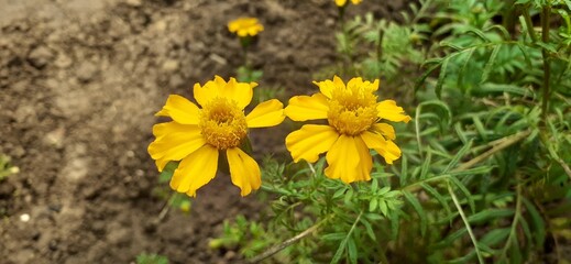 Yellow Mexican Marigold Flowers on Green Leaves Background