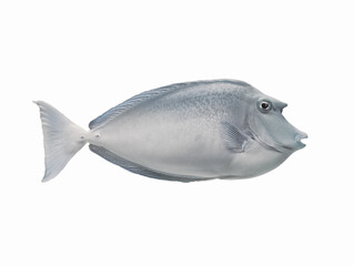 Bluespine unicornfish isolated on white background