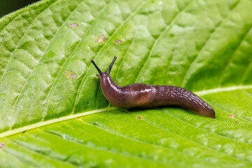 slug inhabiting on the leaves of wild plants