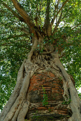 red brick ruins twined by old tree root