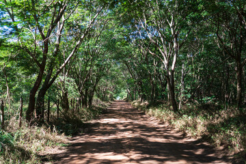 Breathtaking Summer View of a Dirt Road Surrounded by Lush Greenery