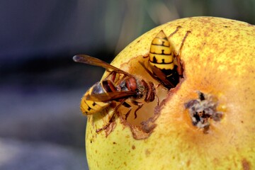 Hornissen nagen ein Loch in eine Birne