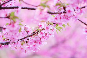 春の日差しを浴びる桜