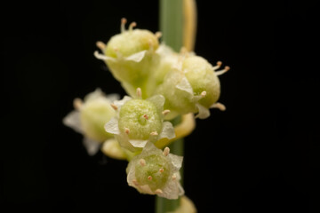 flowers of Parasitic plant Dodder