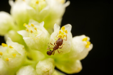 Ants on parasitic plant dodder
