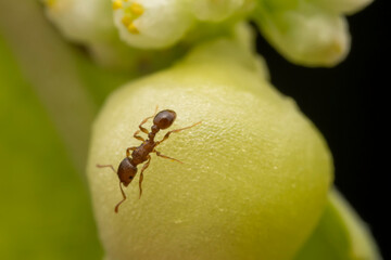Ants on parasitic plant dodder