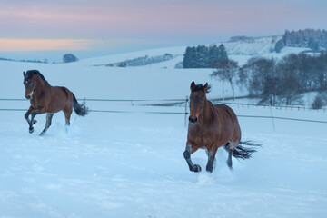 2 running Westphalian horses in the snow at sunset
