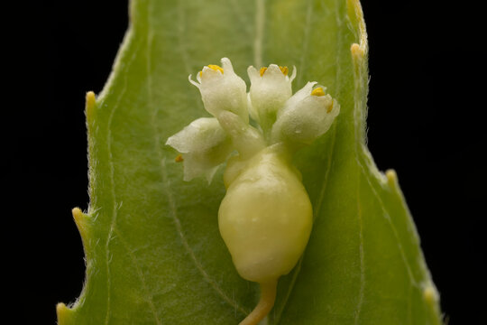 flowers of Parasitic plant Dodder