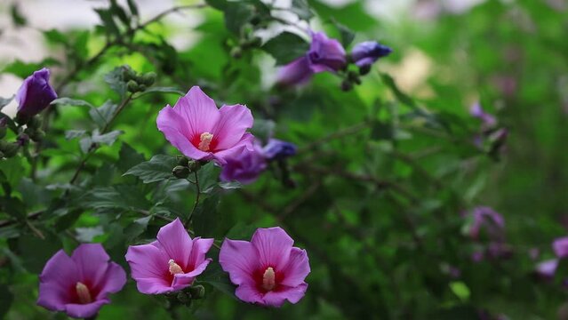 Blooming hibiscus flowers in the garden