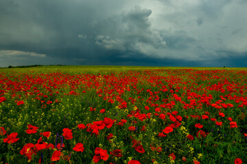Blooming field with wild scarlet poppies during a thunderstorm.