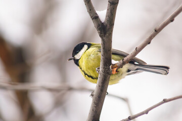 Portrait of a titmouse on a tree