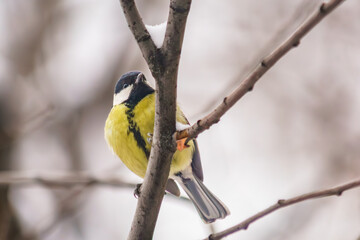 Portrait of a titmouse on a tree