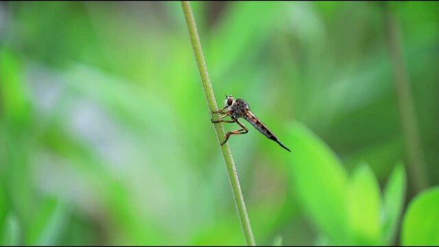 robber flies inhabiting on the leaves of wild plants