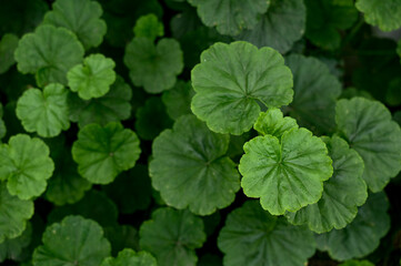Green leaves texture of geranium plant leaves. Top angle and selective focus.