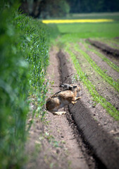 Zając szarak, na marchewkowym polu. © Blaszko