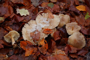 Clouded agaric, also named Cloud funnel (Clitocybe nebularis, Lepista nebularis)  with snow on the...