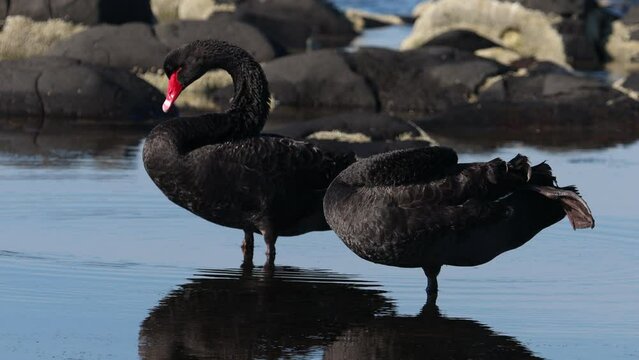 Black swans on the water. Black saw couple cleaning feathers. Couple of Black swan Cygnus atratus in Australia.