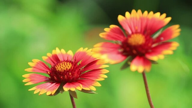 Gaillardia pulchella flowers in the wild state