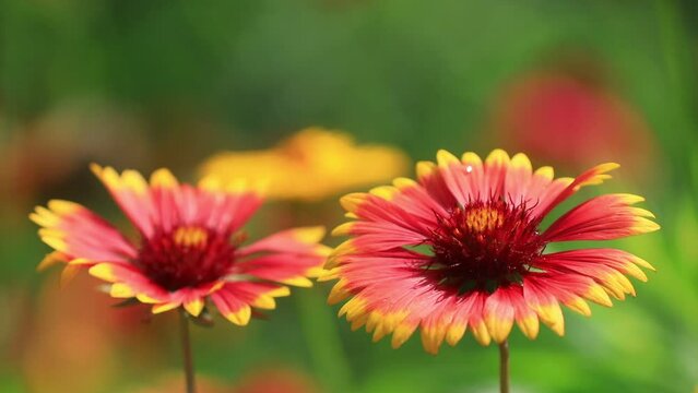 Gaillardia pulchella flowers in the wild state