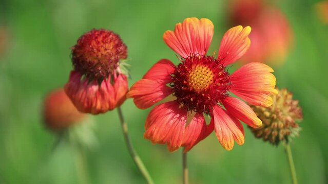 Gaillardia pulchella flowers in the wild state