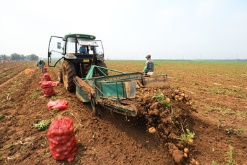 Farmers use machinery to harvest potatoes in the fields.