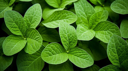 Fototapeta na wymiar green leaves background HD 8K wallpaper Stock Photographic Image 