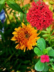 orange flower in the garden