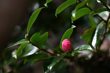 冬の日差しを浴びて輝く、椿の花のつぼみ