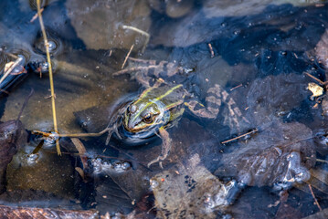 common water frog or green frog