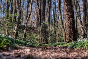 Birch forest in early spring.