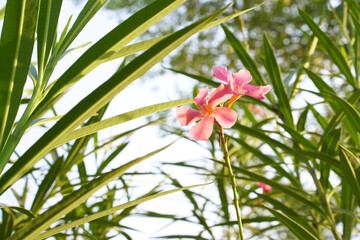 Fototapeta na wymiar Nerium Oleander pink flowers and green leaves close-up, horizontal photo. Poisonous garden tropical plant in a park in Pakistan.