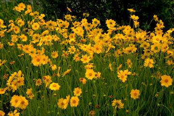 Obraz premium golden coreopsis