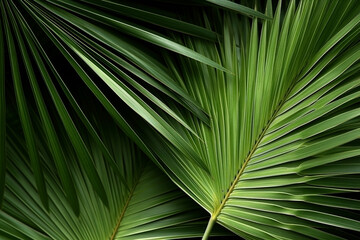 Palm leaves texture background