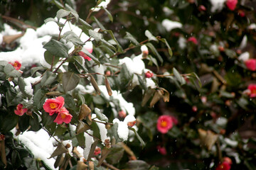 snow falls on the camellia flowers