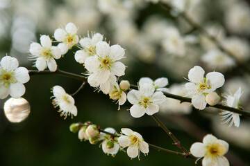 ume flower blossoms