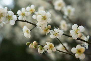 ume flower blossoms