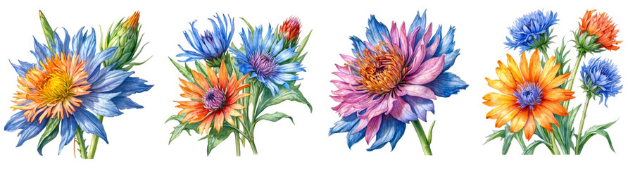 Set of Watercolor Cornflower Clipart on transparent background