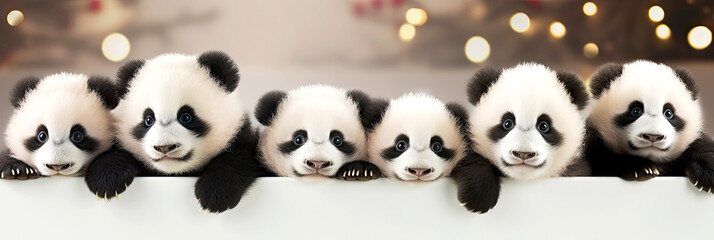 Holiday banner with cute panda bears. Group of pandas above white banner looking at camera. World...