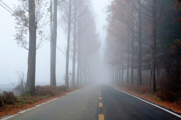 road in the fog