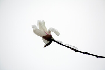 snow falls on magnolia flowers