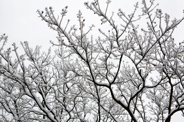snow on the branches