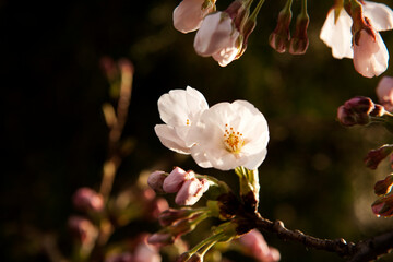 Obraz premium blossom in spring