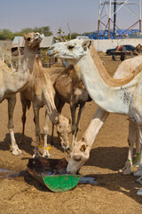West Africa. Mauritania. One-humped camels at the metropolitan camel market, where a huge number of...