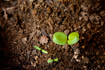 sprout on soil