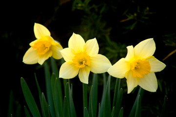 yellow daffodils on black
