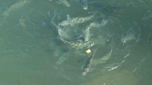 Feeding large fish in the sea, mullet eats pieces of bread, splashes, a lot of large fish fight for a piece of food