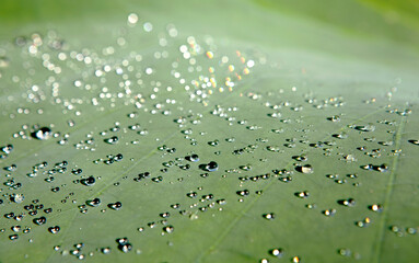 drops of water on lotus leaf